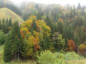 23 Nel bosco